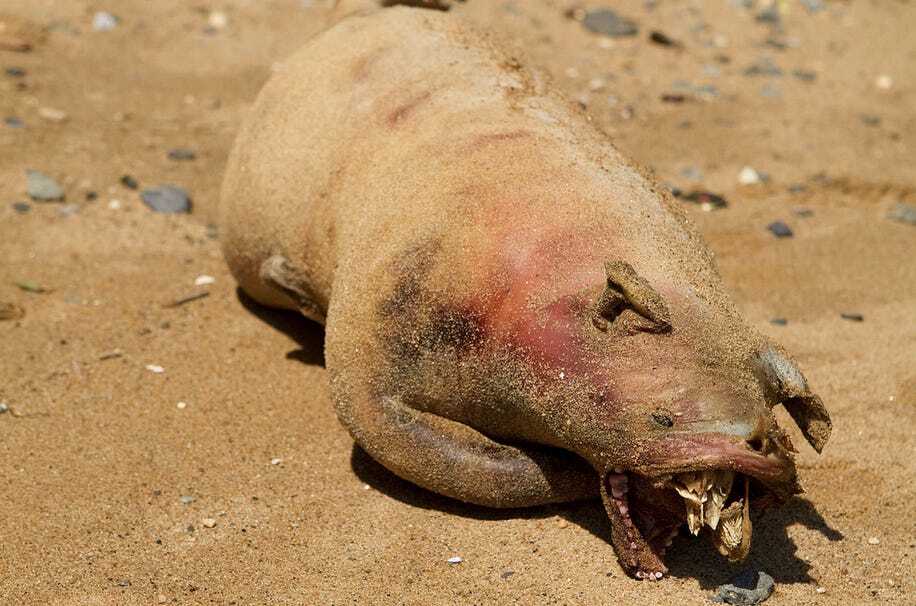 Montauk Monster
